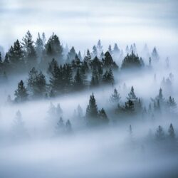 Olio essenziale di abete balsamico, re delle foreste ghiacciate