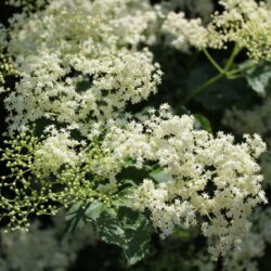 Il s'agit d'une photo qui représente de la reine des pres