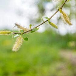 White Willow, l'aspirina naturale multimillenaria