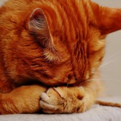 L'image représente un chat qui se met les pattes devant la gueule. Vermifuge chat