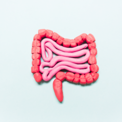 L'image est une représentation des intestins en pâte à modeler. la barrière intestinale