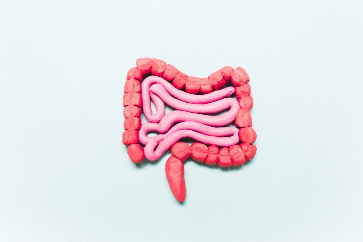 L'image est une représentation des intestins en pâte à modeler. la barrière intestinale