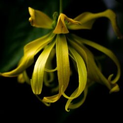 Proprietà farmacologiche dell'olio essenziale di fiori di Ylang-ylang