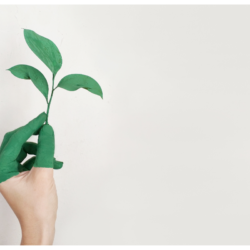 Une main peinte en vert qui tient une plante. La centella asiatica & la santé de la peau