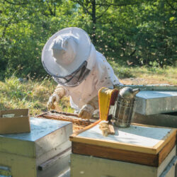 Apiculteur penché sur sa ruche. Alaviem marque expert de la peau