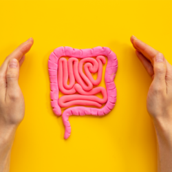 Un modèle anatomique du gros intestin humain est présenté sur fond jaune. Les mains sont visibles de chaque côté du modèle, avec les pouces vers le haut, encadrant la structure en une sorte d'approbation ou d'évaluation. Le modèle est réalisé en pâte à modeler rose, avec des détails accentués pour représenter les différentes parties du côlon et du rectum, suggérant un focus sur la santé intestinale et les maladies telles que la rectocolite hémorragique.