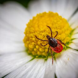 une tique sur une fleur