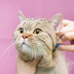 L'image représente une personne en train de brosser son chat pour illustrer notre article sur le toilettage des animaux de compagnie à la maison, avec un petit budget.