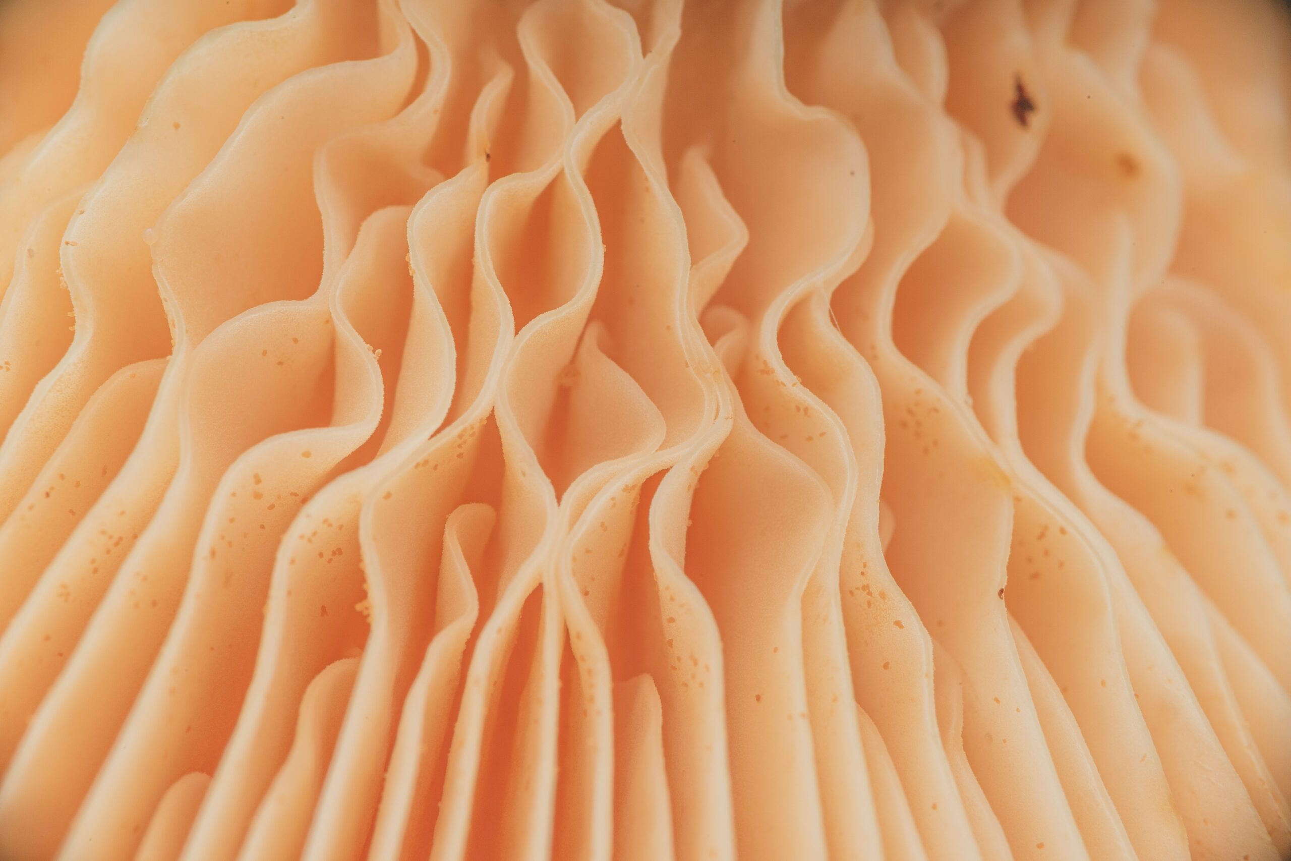 l'image représente le reishi