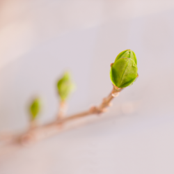 L'image représente des bourgeons. Retrouver un confort articulaire grâce aux bourgeons