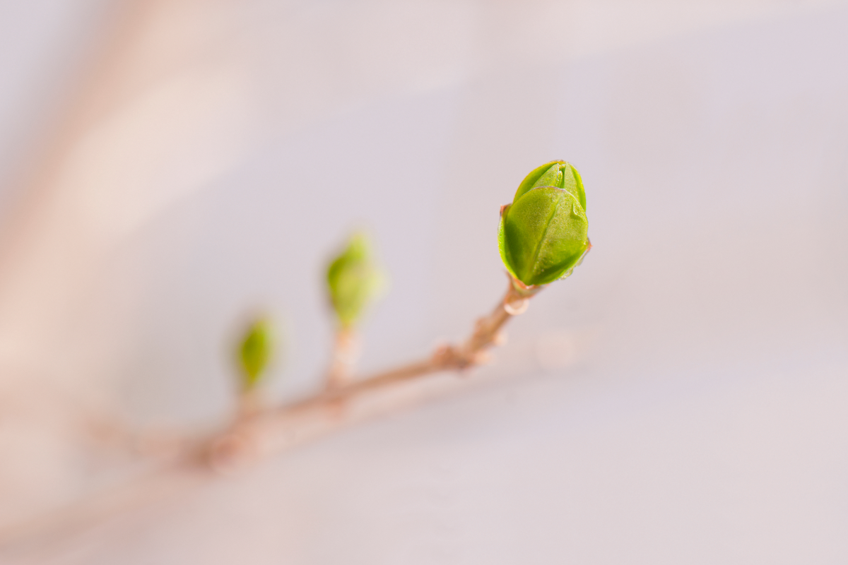 L'image représente des bourgeons. Retrouver un confort articulaire grâce aux bourgeons