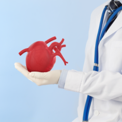 Un médecin en blouse blanche tenant une représentation d’un cœur humain, illustrant le lien entre alimentation et santé cardiovasculaire.