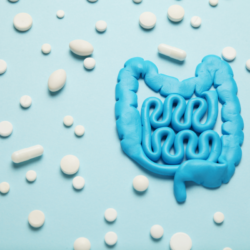 L'image est une représentation du système digestif. Les probiotiques ont-ils un lien avec la santé de la peau