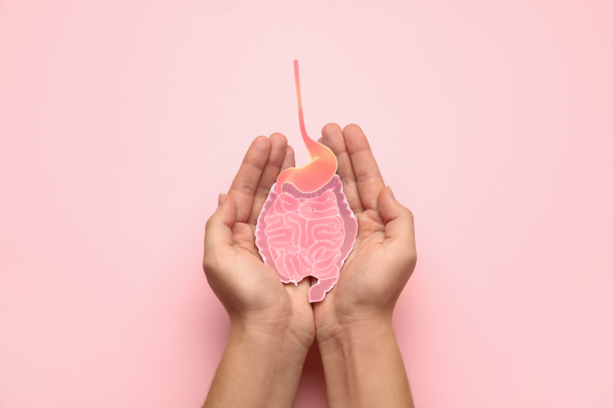 Quels remèdes naturels pour favoriser la digestion après les fêtes. une représentation du système digestif tenu entre deux mains sur un fond rose.