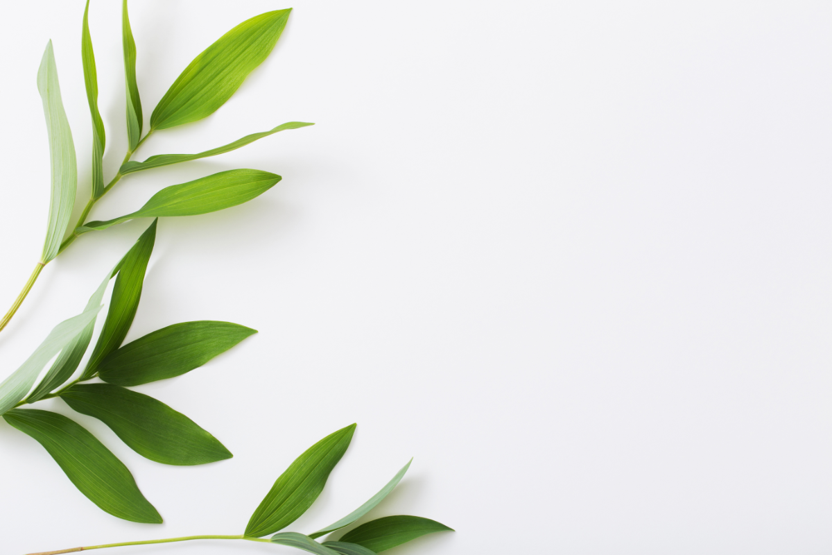 L'image représente des feuillages. Eaux florales