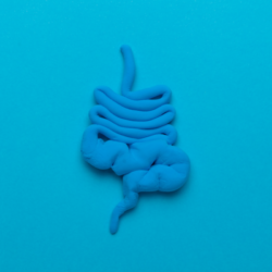 l'image représente le système digestif et l'ultra levure