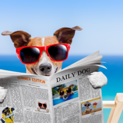 L'image représente un chien entrain de lire le journal à la plage pour illustrer Comment faire pour que mon animal de compagnie ne souffre pas de la chaleur