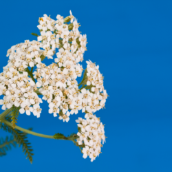 achillée millefeuille sur un fond bleu