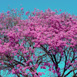 les bienfaits du lapacho