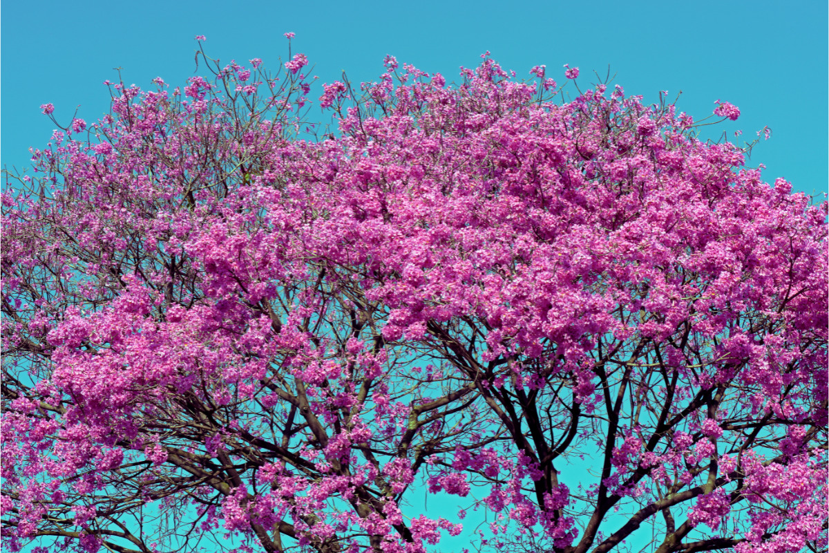 les bienfaits du lapacho