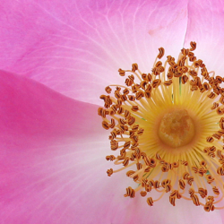 une rose sauvage, fleur de bach en gros plan
