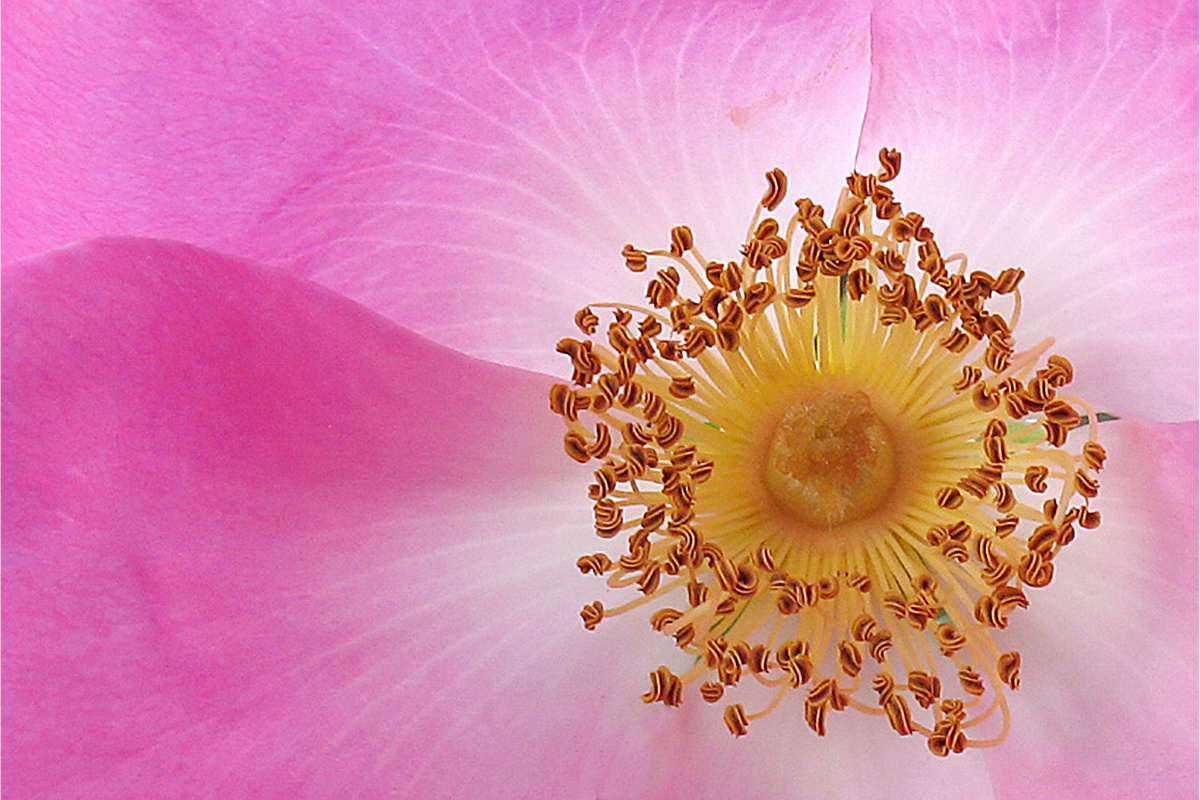 une rose sauvage, fleur de bach en gros plan