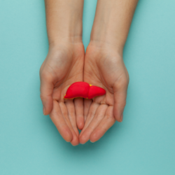 L'image représente deux mains avec une foie fictif miniature. Ergyepur Foie et santé hépatique optimale.
