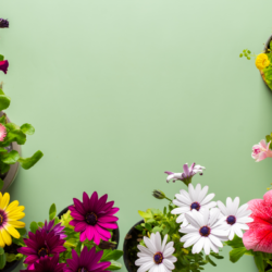l'image représente un fond vert avec différentes fleurs. Fleur de Bach Mimulus Découvrez le Pouvoir des Remèdes Naturels