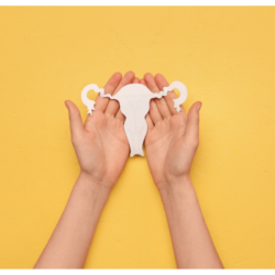 L'image représente deux mains qui tiennent une représentation de l'appareil reproductif féminin. Huile d’onagre et dérèglement hormonal