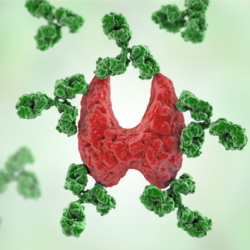 Thyroïdite d'Hashimoto et régime Paléo A.I.P