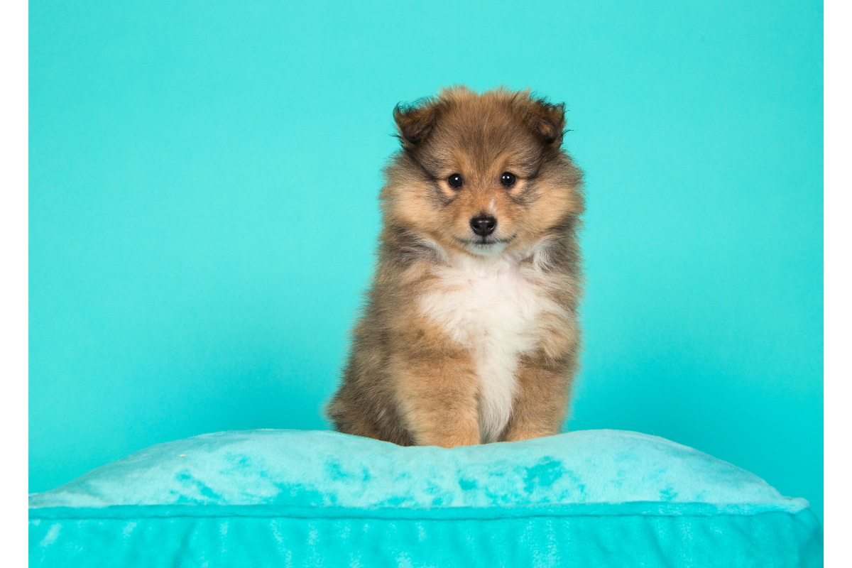 Chiot assis sur un coussin turquoise, image illustrant la prévention naturelle des allergies chez les animaux