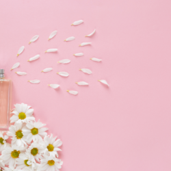 hydrolat camomille bio spray