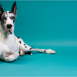 Un grand chien de race Danois, avec un pelage blanc tacheté de noir, est couché sur un fond turquoise. Il a une expression attentive et calme, ses yeux observant attentivement. Sa posture détendue et sa position allongée pourraient être utilisées pour illustrer la nécessité d'un environnement calme et confortable pour les chiens souffrant d'insuffisance cardiaque. L'image évoque la sérénité et le bien-être, des aspects importants dans la gestion des conditions de santé chroniques chez les animaux de compagnie.