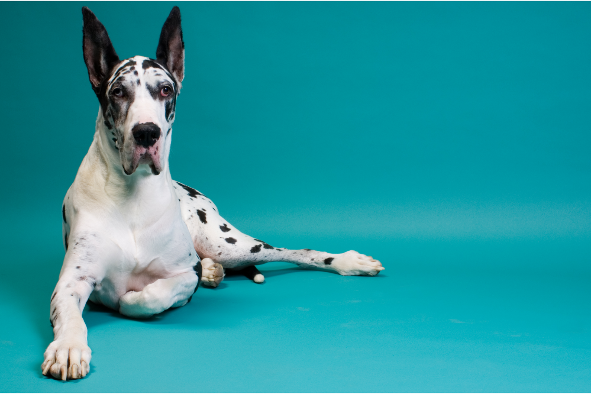 Un grand chien de race Danois, avec un pelage blanc tacheté de noir, est couché sur un fond turquoise. Il a une expression attentive et calme, ses yeux observant attentivement. Sa posture détendue et sa position allongée pourraient être utilisées pour illustrer la nécessité d'un environnement calme et confortable pour les chiens souffrant d'insuffisance cardiaque. L'image évoque la sérénité et le bien-être, des aspects importants dans la gestion des conditions de santé chroniques chez les animaux de compagnie.