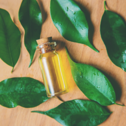 Bienvenue dans notre article dédié à l'huile essentielle de tea tree. Découvrez ses propriétés, ses utilisations et bien plus encore pour profiter au maximum de ses bienfaits.