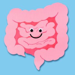 l'image représente une partie du système digestif pour illustrer la transplantation fécale ou TMF