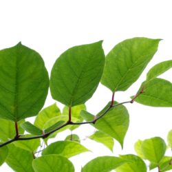 Quels sont les bienfaits de la Renouée du Japon