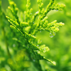 l'image représente des branches de cyprès