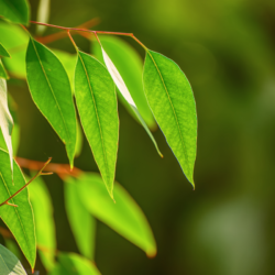l'image représente de l'eucalyptus radié. eucalyptus radié et essence, huile essentielle
