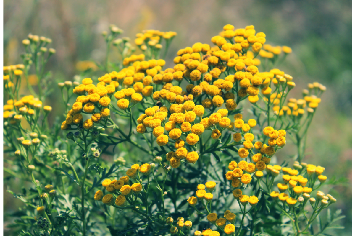 fleurs de tanaisie