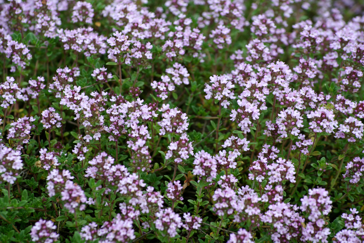 fleurs de thym