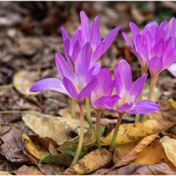 La photographie représente une Colchique d'automne (Colchicum autumnale), en pleine floraison, émergeant parmi des feuilles mortes typiques de l'automne. La fleur, caractéristique de cette espèce, se distingue par sa forme tubulaire et sa couleur rose violacé.