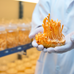 Un scientifique en blouse de laboratoire tient délicatement avec des gants un spécimen de Cordyceps cultivé, aux longues pousses orange vif, dans une salle de culture avec des rangées de bocaux contenant d'autres champignons en arrière-plan, illustrant la méthode de culture contrôlée de ces précieux champignons médicinaux.
