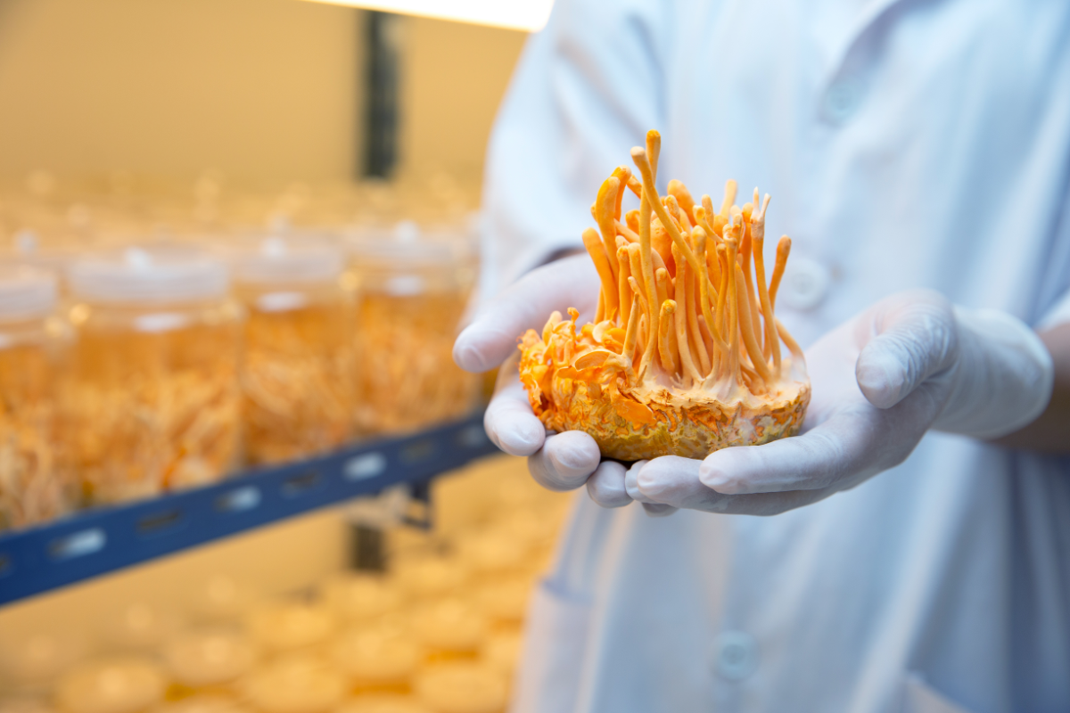 Un scientifique en blouse de laboratoire tient délicatement avec des gants un spécimen de Cordyceps cultivé, aux longues pousses orange vif, dans une salle de culture avec des rangées de bocaux contenant d'autres champignons en arrière-plan, illustrant la méthode de culture contrôlée de ces précieux champignons médicinaux.