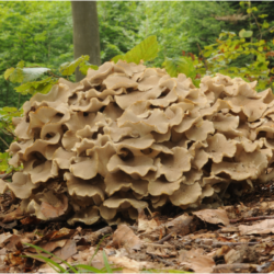 Un polypore en ombelle, ou Polyporus umbellatus, est photographié dans son habitat naturel en forêt. Le champignon se présente avec un ensemble dense de rosettes beiges et lobées, émergeant du sol forestier couvert de feuilles mortes. La verdure des arbres et la végétation environnante encadrent cette espèce, soulignant sa présence organique et sauvage.