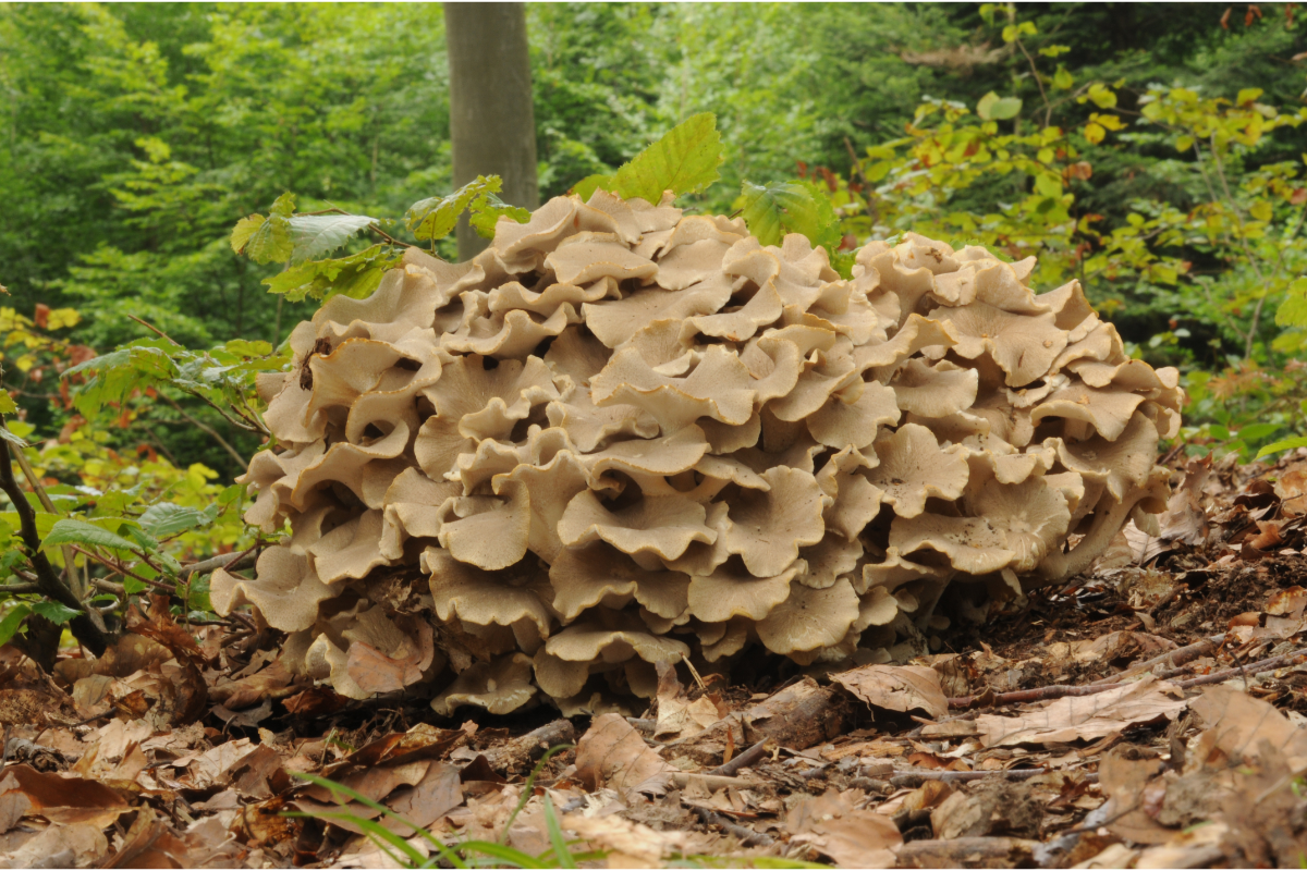 Un polypore en ombelle, ou Polyporus umbellatus, est photographié dans son habitat naturel en forêt. Le champignon se présente avec un ensemble dense de rosettes beiges et lobées, émergeant du sol forestier couvert de feuilles mortes. La verdure des arbres et la végétation environnante encadrent cette espèce, soulignant sa présence organique et sauvage.
