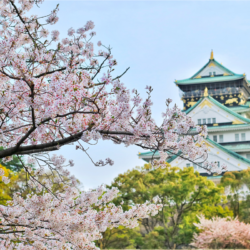 branches de cerisier devant un temple japonais