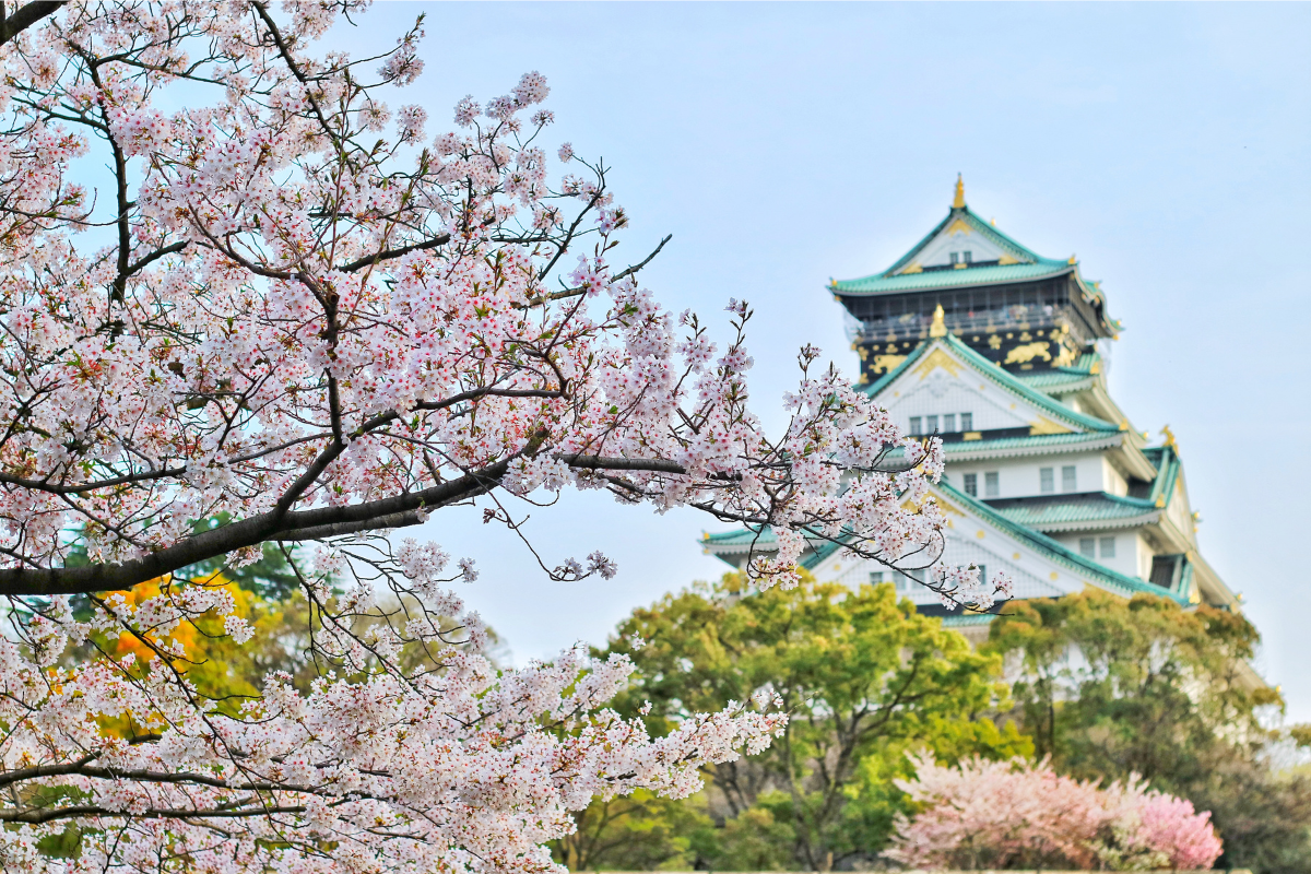 branches de cerisier devant un temple japonais