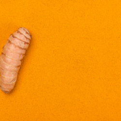 L'image représente une racine de curcuma