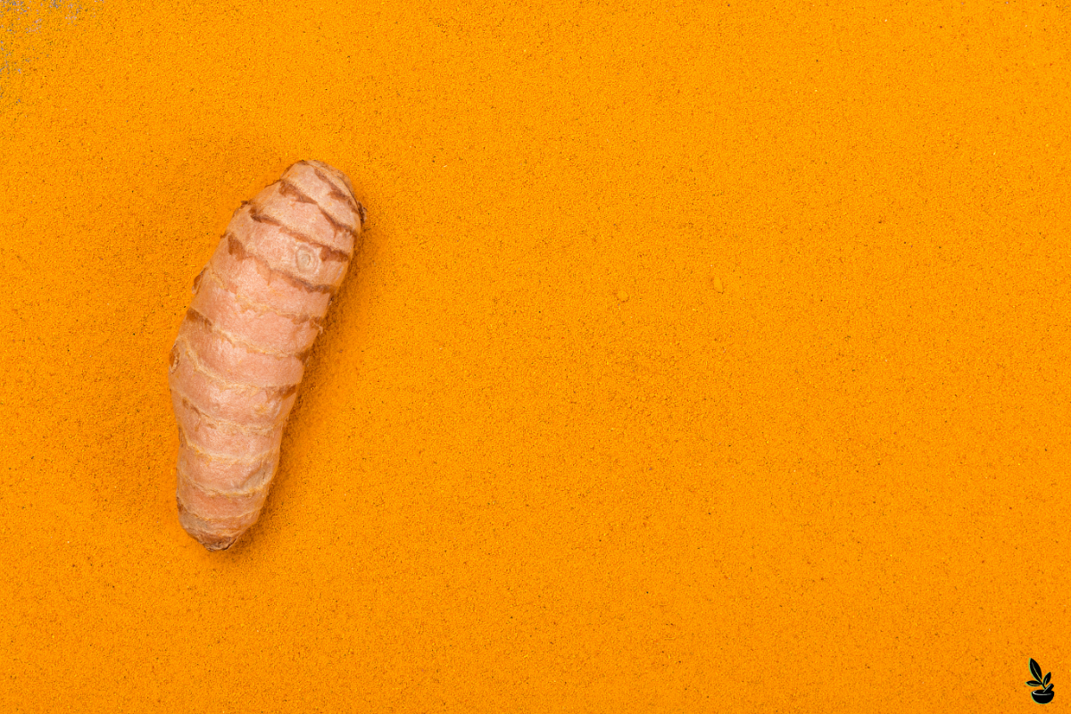 L'image représente une racine de curcuma